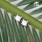 گوشواره نقره میخی میکرو کد 25056 - تصویر 3